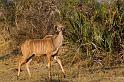 147 Okavango Delta, koedoe